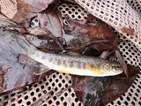 Brown Trout, photographed in Utah