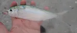 Atlantic Thread Herring, photographed in Florida