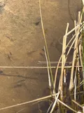 Desert Pupfish, photographed in California