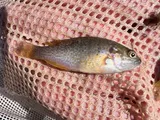 Green Sunfish, photographed in Utah