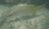 Amarillo Snapper, photographed in Puntarenas