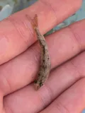Sacramento Sucker, photographed in California
