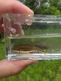 Northern Redbelly Dace, photographed in Ontario