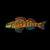 Seagreen Darter, photographed in South Carolina