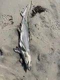 Atlantic Sharpnose Shark, photographed in Alabama