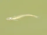 Blackstripe Topminnow, photographed in Texas