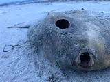 Ocean Sunfish