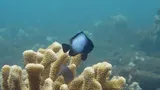 Hawaiian Dascyllus, photographed in Hawaii