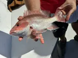 Northern Red Snapper, photographed in Florida