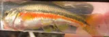 Finescale Dace, photographed in Manitoba