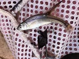 Fathead Minnow, photographed in Utah