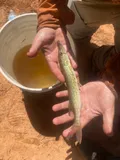 Chain Pickerel, photographed in Georgia