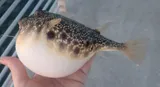 Southern Puffer, photographed in Florida