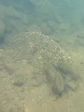 Tonguetied Minnow, photographed in Ohio