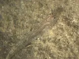 Arrow Goby, photographed in California