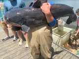 Blue Catfish, photographed in Ohio