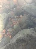 Redline Darter, photographed in Virginia