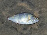 Shiner Perch, photographed in California