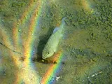 Comanche Springs Pupfish, photographed in Texas