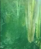 Pahrump Killifish, photographed in Nevada