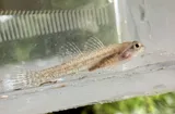 Fountain Darter, photographed in Texas