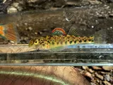 Emerald Darter, photographed in Kentucky