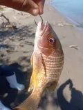 Amarillo Snapper, photographed in Sinaloa