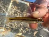 Bluntnose Minnow, photographed in Arkansas