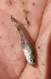 Blotched Gambusia, photographed in Durango