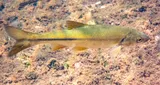 Hardhead, photographed in California