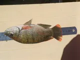 Mozambique Tilapia, photographed in Western Cape