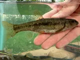 Tonguetied Minnow, photographed in Ohio