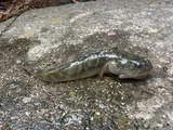 Longjaw Mudsucker, photographed in California