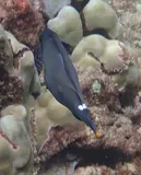 Brown Leatherjacket, photographed in Hawaii