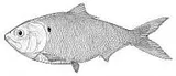 Finescale Menhaden, photographed in Texas