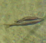 Coastal Roach, photographed in California