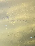 Waccamaw Darter, photographed in North Carolina