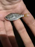 Silver Jenny, photographed in Florida