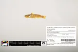 Black River Madtom, photographed in Missouri