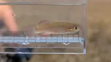 Banded Topminnow, photographed in Florida