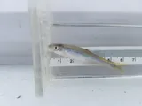 Redfin Shiner, photographed in Oklahoma