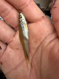 Pallid Shiner, photographed in Mississippi