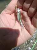 Texas Shiner, photographed in Texas