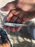 Dusky Anchovy, photographed in Florida