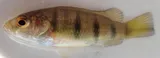 Fiveblotch Jewelfish, photographed in North-West