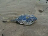 Checkered Puffer, photographed in Rio de Janeiro
