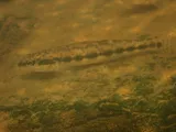 Piedmont Darter, photographed in North Carolina