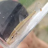 Manantial Roundnose Minnow, photographed in Texas