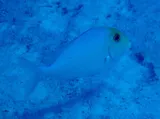 Saucereye Porgy, photographed in Biminis