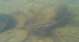 Alabama Bass, photographed in Tennessee